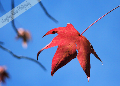 The Red Leaf Against a Blue Sky