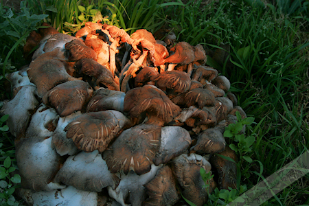 Big ol' clump of mushrooms