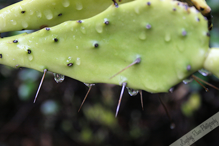 Raindrops on Cactus