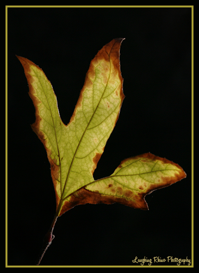 The single leaf