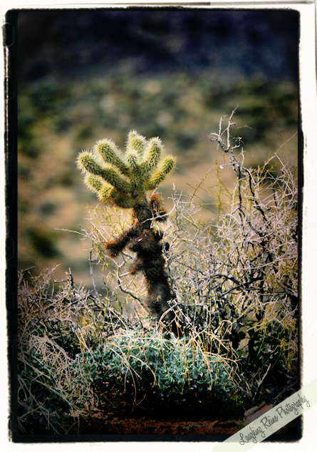 Color Cactus