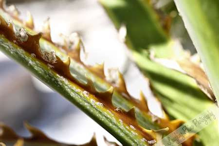 Furnace Creek plant Spiky